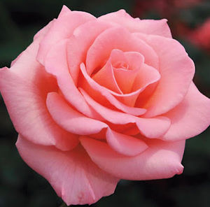 Meet your Posher, Angel